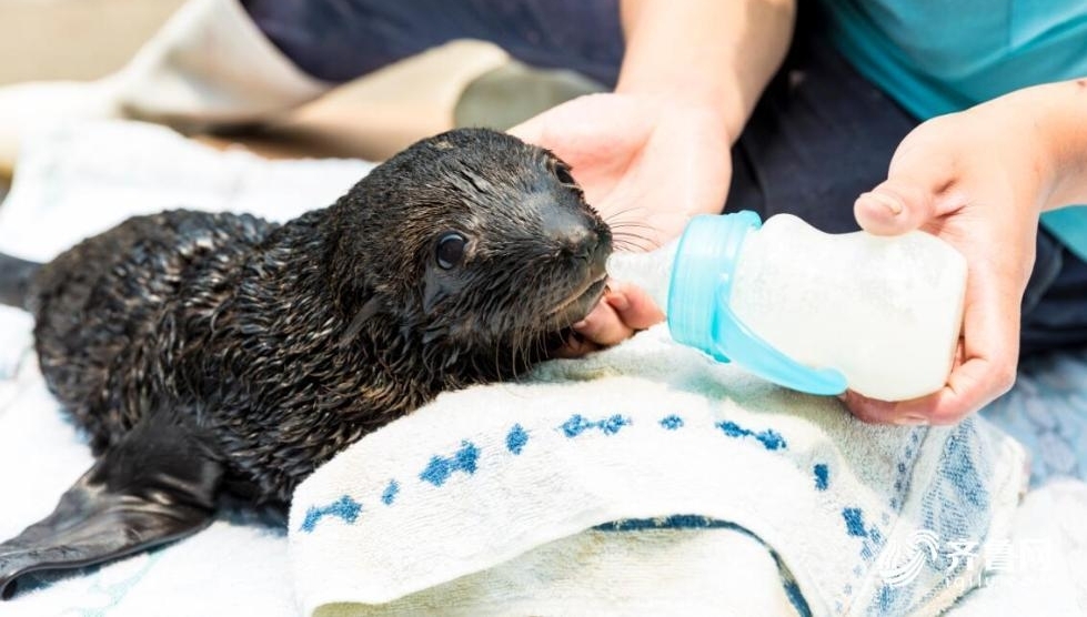 ������ֻ�˹���ֳ�����Ľ���ӭ����һ���ꡱ����