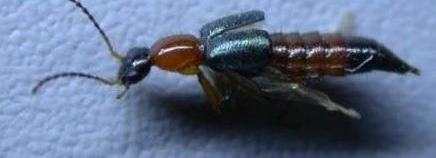 ��������һֻС���Ӿ�Ȼ��ʧʮ���� �����������˺���