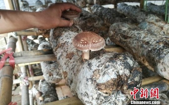 ɽ�����������ת�͡��¡�ũҵ ũ�񹤻��紴ҵ���ɶ�