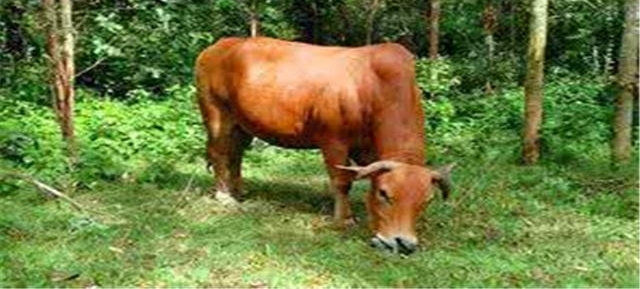 Сţ������ǰ�����¹� �����Ӵ���Ҳ����ţ��