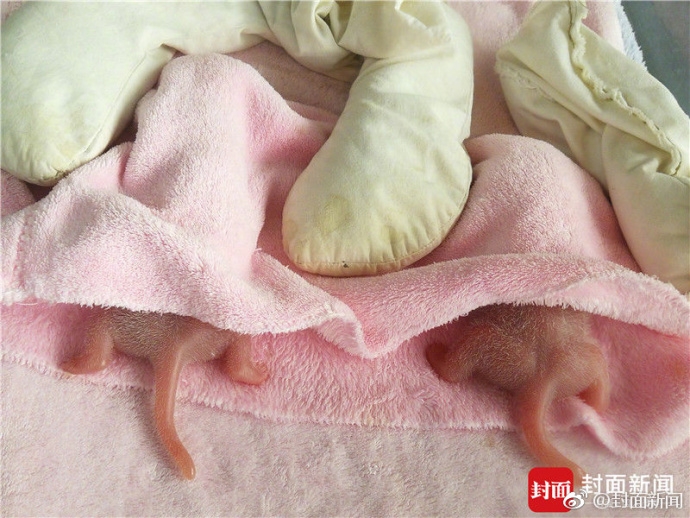 ����è���ɴ󡱲�������̥:����128.2g ����160.2g