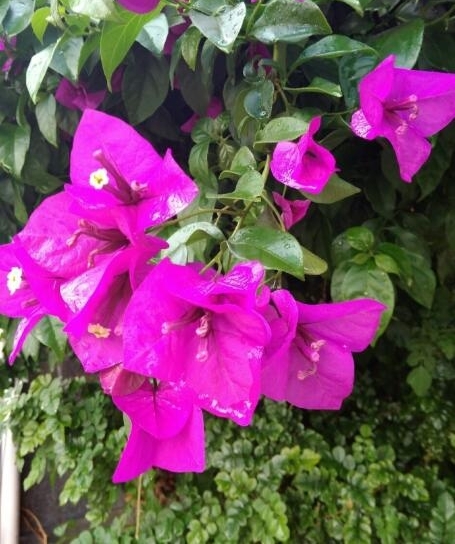 �������Ѽ��컨������֦ ��֪��������������־