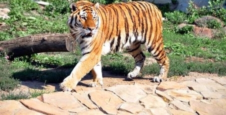 ��ɳ��̬����԰����һĻ���ο�Ϊ��Ʊ��ǽ��������