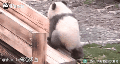 ����è���ɴ󡱲�������̥:����128.2g ����160.2g