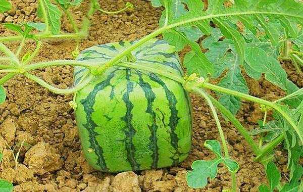 ����ĳ�����֡���ۡ���������, һ��468Ԫ!