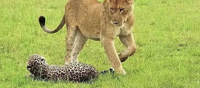 С������Ϣû�˸�͵Ϯ��ȴ��ͬ�Ŵ�ʦ��ʨ��ȺŹΧ��