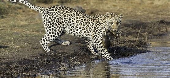 ����������ʳ�����߲�ʳˮ�е��ڹ꣬ȴ����һ�ԡ������ڹ����¡�