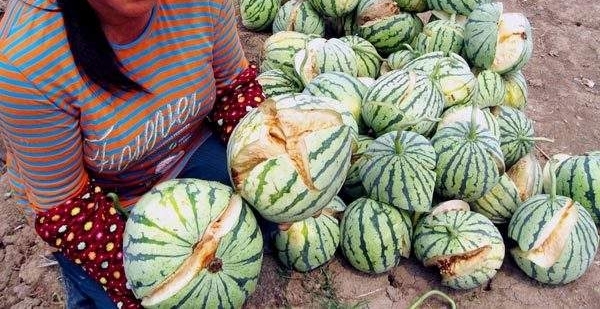 �������ũ�����ϱ���ף����ر�ը����ũһƬ���ڣ�
