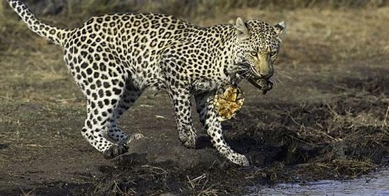 ����������ʳ�����߲�ʳˮ�е��ڹ꣬ȴ����һ�ԡ������ڹ����¡�