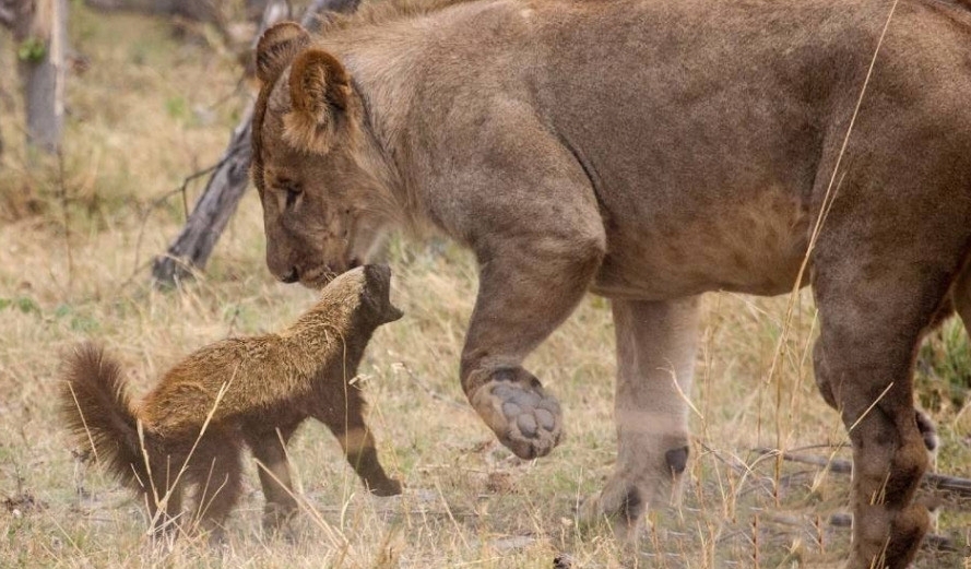 �����������Ķ���ӣ�û�����������ǵ�