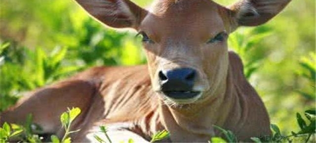 Сţ������ǰ�����¹� �����Ӵ���Ҳ����ţ��