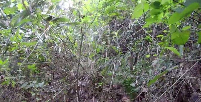 ũ����Ů������ץ����ֻ����, �������ֻ��ѡ�������