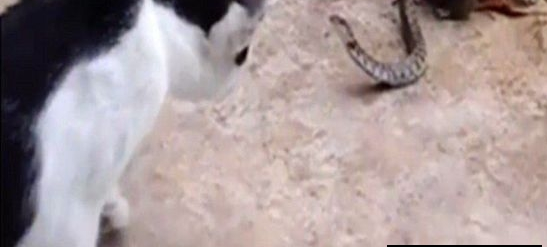 ������˼��è�ߴ�ս���ʤ����ȴ����� �������̽�����