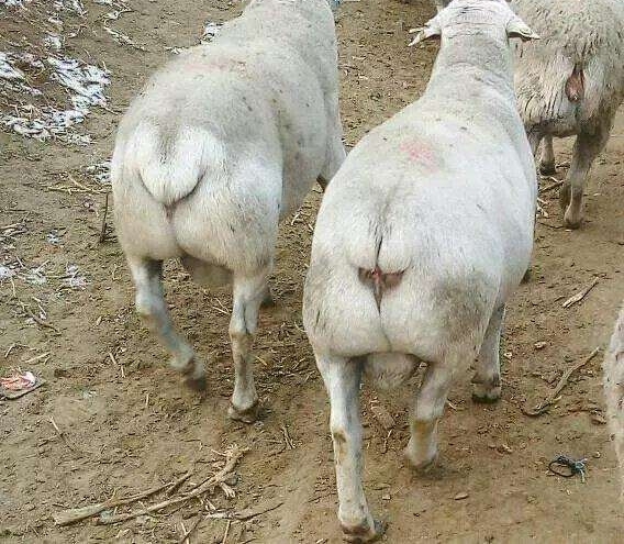 2017�������ĺ���Ӧ�û�����, �㻹�ڱ���ԭ���뷨��?