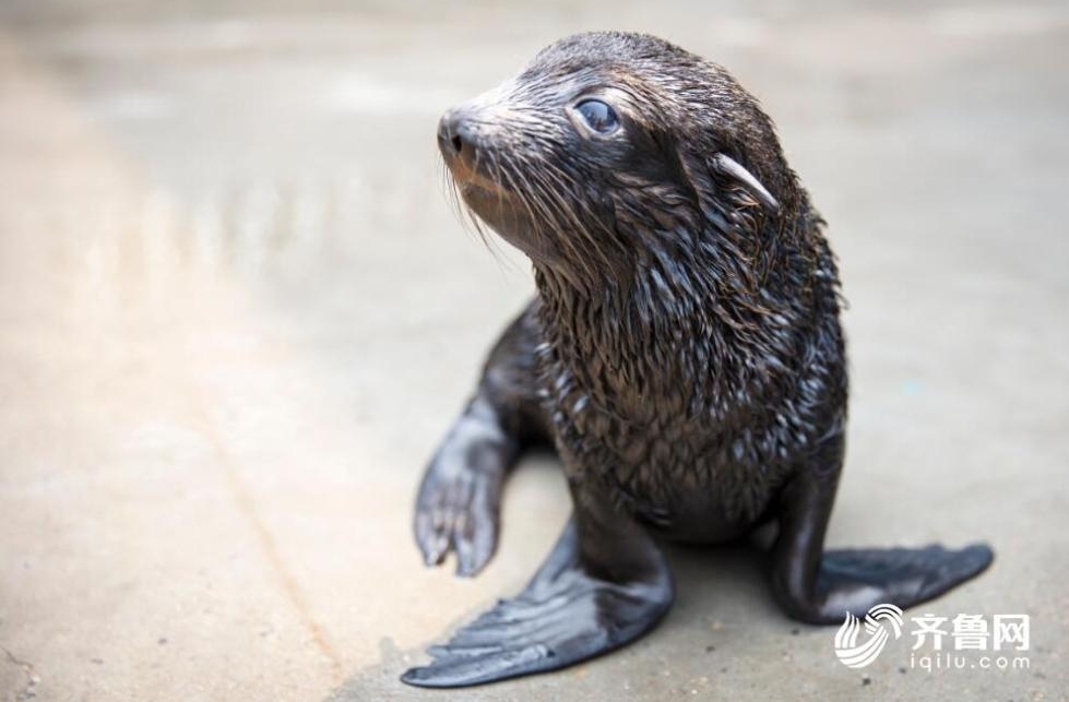 ������ֻ�˹���ֳ�����Ľ���ӭ����һ���ꡱ����