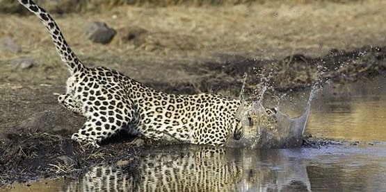 ����������ʳ�����߲�ʳˮ�е��ڹ꣬ȴ����һ�ԡ������ڹ����¡�