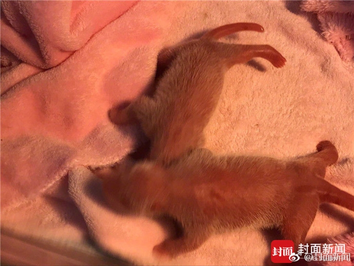 ����è���ɴ󡱲�������̥:����128.2g ����160.2g