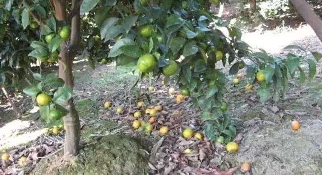 ������Ѯ�����Դ������, ��β��ȱ����
