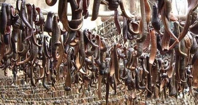 ũ�����˵ġ���󨡱���ڳ���������4-5Ԫһֻ����ô���£�