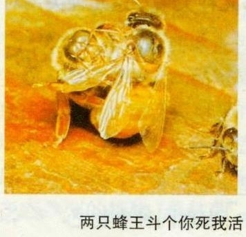 ��һ����������ͬʱӵ����ֻ������ֳ������������Щ�ô���