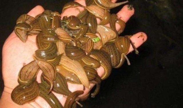 ũ�����˵ġ���󨡱���ڳ���������4-5Ԫһֻ����ô���£�