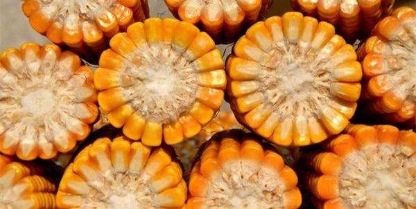�����ϢϢ��ص����ײ�����������, ����Щ��ֲ���޷�����