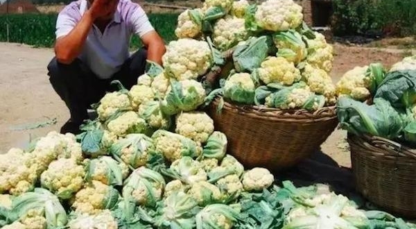 ũ�����������ڵ����棬�����˻��ǳԲ���