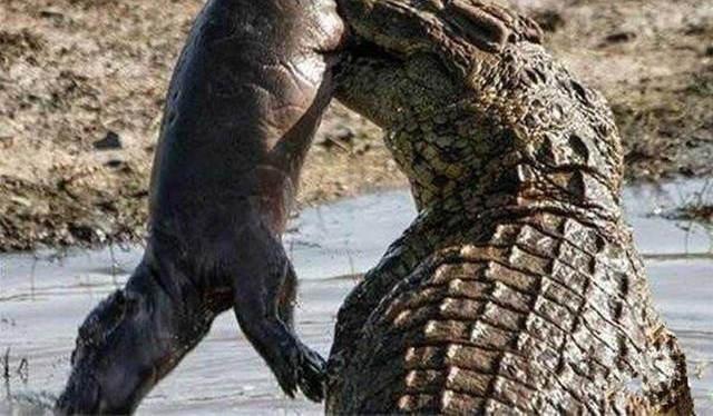 ����͵ϮС��������󷴱���ɱ��