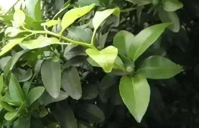 ������Ѯ�����Դ������, ��β��ȱ����