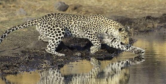 ����������ʳ�����߲�ʳˮ�е��ڹ꣬ȴ����һ�ԡ������ڹ����¡�