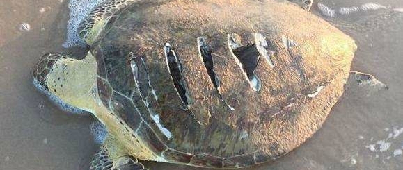 ���˺��걻���ϰ����˿��������Ʊ���������