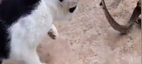 ������˼��è�ߴ�ս���ʤ����ȴ����� �������̽�����