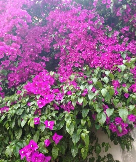 �������Ѽ��컨������֦ ��֪��������������־