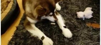 ʷ�������ӻ�����˼�ϵ������ճ�