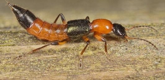 ��������һֻС���Ӿ�Ȼ��ʧʮ���� �����������˺���