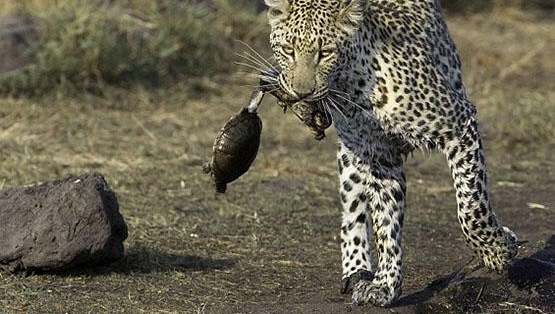 ����������ʳ�����߲�ʳˮ�е��ڹ꣬ȴ����һ�ԡ������ڹ����¡�