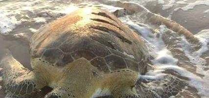 ���˺��걻���ϰ����˿��������Ʊ���������