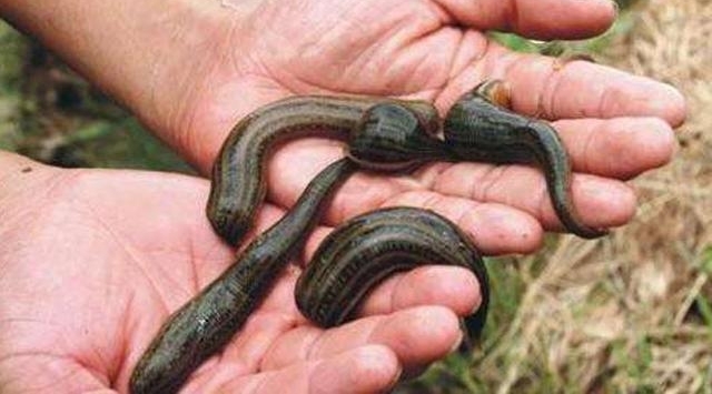 ũ�����˵ġ���󨡱���ڳ���������4-5Ԫһֻ����ô���£�