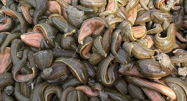 ũ�����˵ġ���󨡱���ڳ���������4-5Ԫһֻ����ô���£�