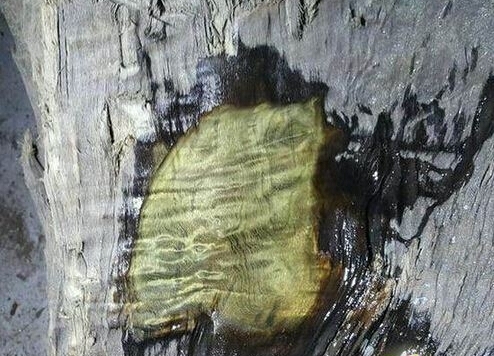 ����ɽ��·�����ⷢ����Щ���أ����������Ͻ���