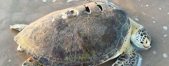 ���˺��걻���ϰ����˿��������Ʊ���������