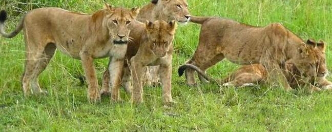 С������Ϣû�˸�͵Ϯ��ȴ��ͬ�Ŵ�ʦ��ʨ��ȺŹΧ��