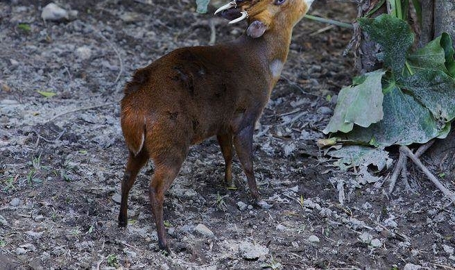 ̨������԰����Ұ����ɽǼ ����Ա���������ϡ�ץ��