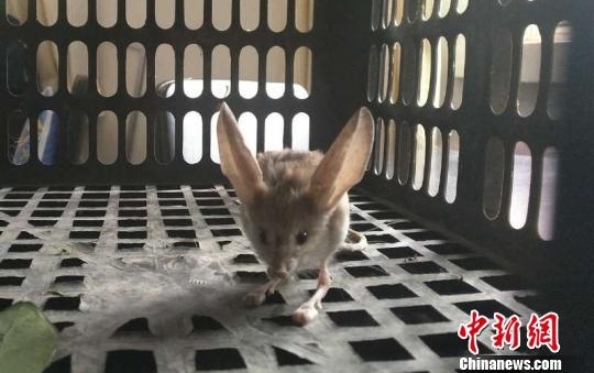 �½���ƺ�ط��������Σ������ﳤ������