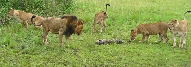 С������Ϣû�˸�͵Ϯ��ȴ��ͬ�Ŵ�ʦ��ʨ��ȺŹΧ��