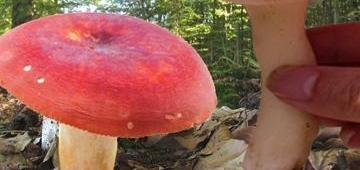 ����ũ������� ��������Ķ���һ��Ҫ���ߣ�