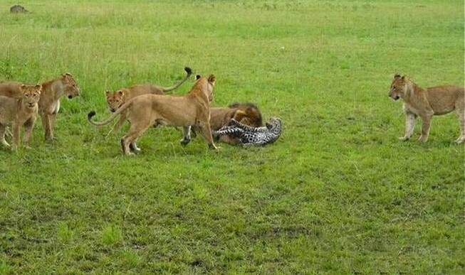 С������Ϣû�˸�͵Ϯ��ȴ��ͬ�Ŵ�ʦ��ʨ��ȺŹΧ��