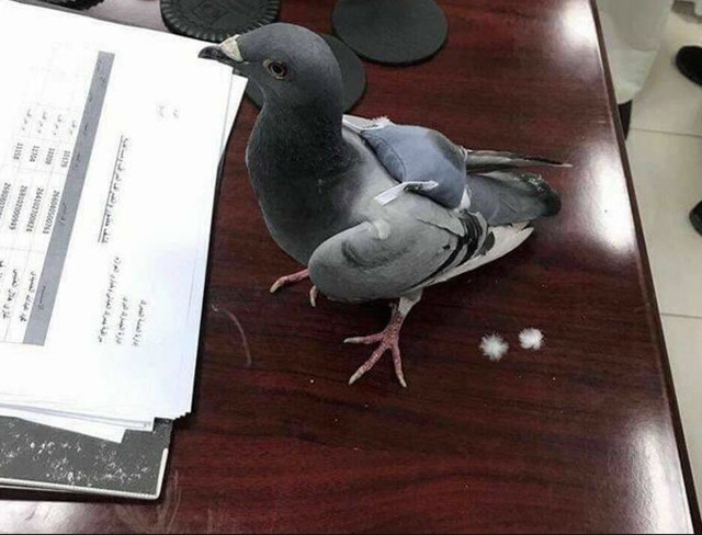 �������ϱ���С�������ػ���һ�ƣ����ִ�����