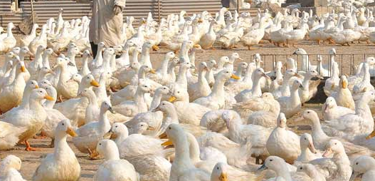 ũ����ֳ��ҵ�����¶��򣬹����ص���ֵ���4����ֳҵ���ʳ�¯��