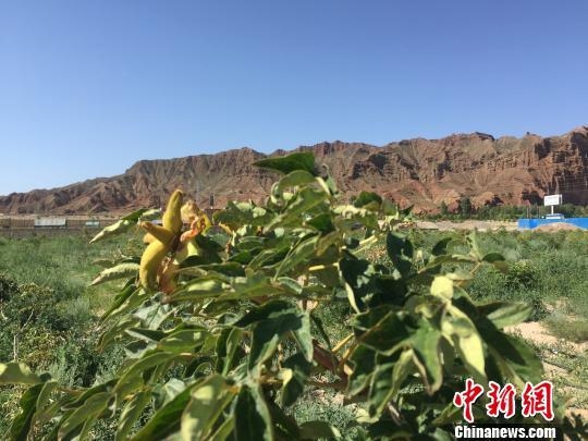 甘肃张掖戈壁锛傇炻倘孙紓:挖石换土 植绿荒滩(图)